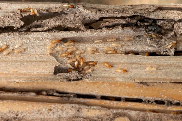 Best Wildlife Control Services  in Thompsons Station, TN